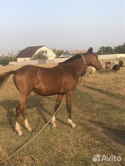 Жеребчик