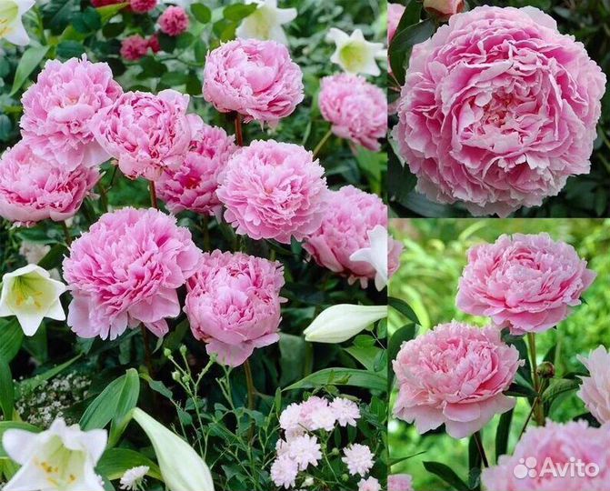 Пион Сара Бернар, Сара Бернар Юник, Корал Сансет