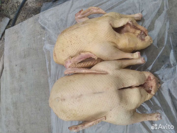 Гусь,мулард,утка,индоутка,перепелка