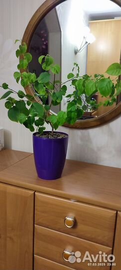 Бугенвиллии взрослые