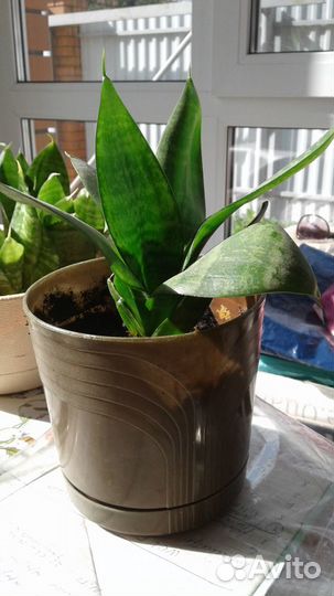 Цветок Сансевиерия Ханни (тещин язык, щучий хвост)