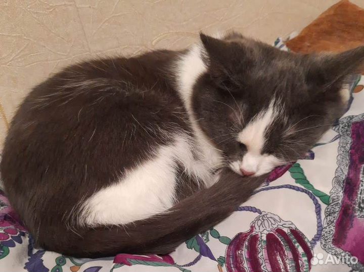 Мика. Скромная, милая кошечка в поисках дома