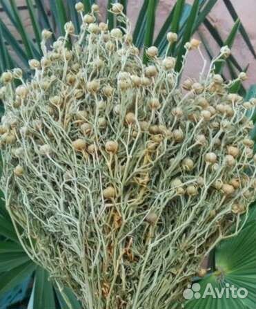 Гармала.Могильник