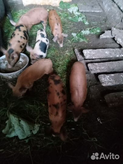 Поросята пьетрен+дюрок