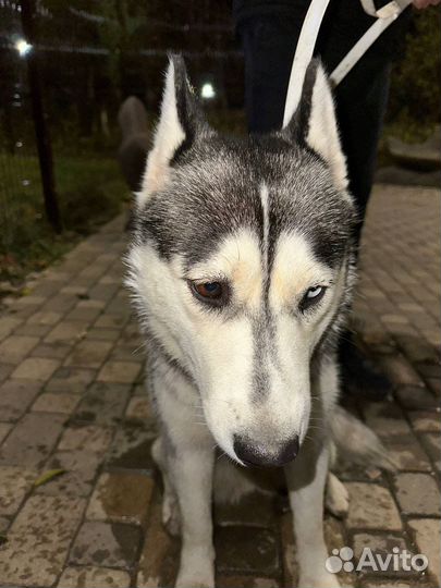 Собаки хаски