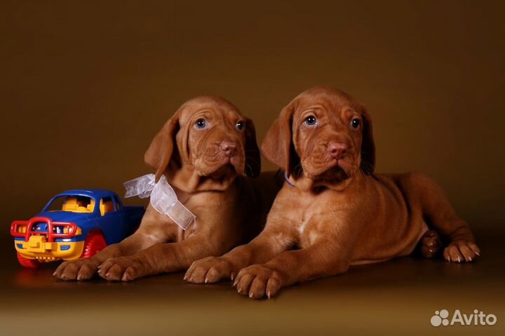 Солнечные зайчики-малышки ждут вас