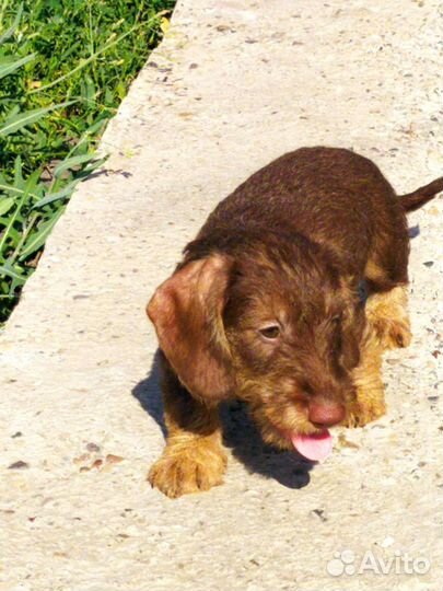 Такса стандартная жесткошерстная