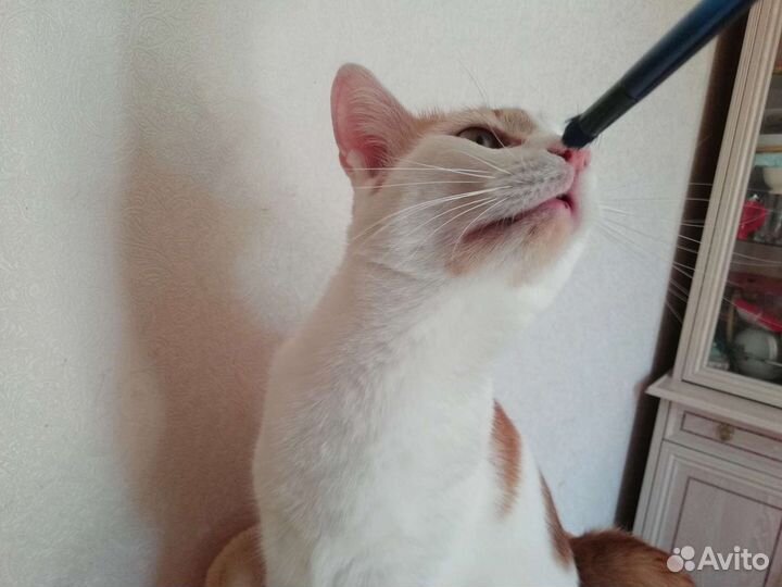 Замечательный Симба