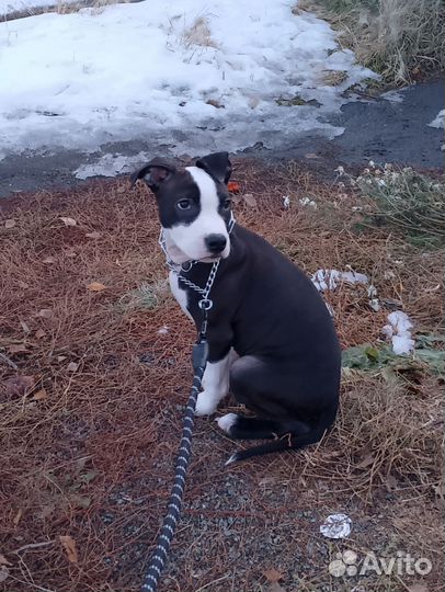 Стаффордширский терьер