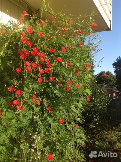 Ипомея квамоклит