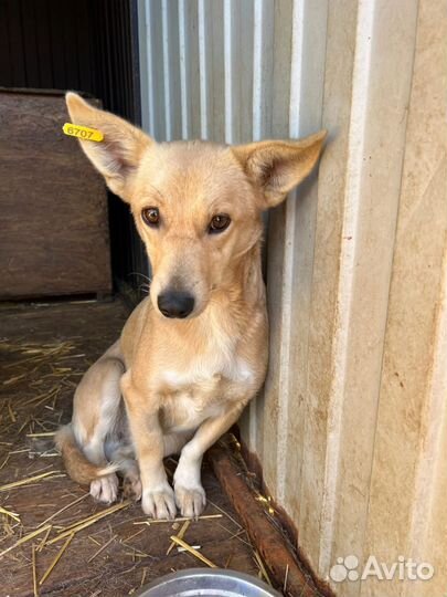 Собака в добрые руки