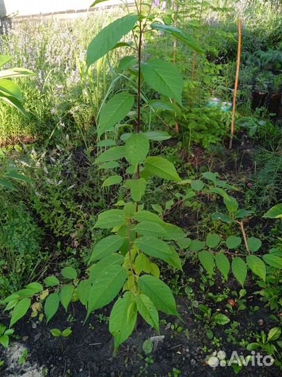 Растения для сада