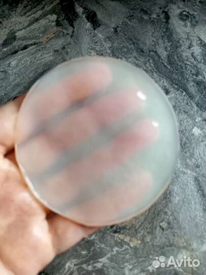 Чайный гриб