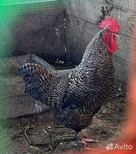 Петух породный