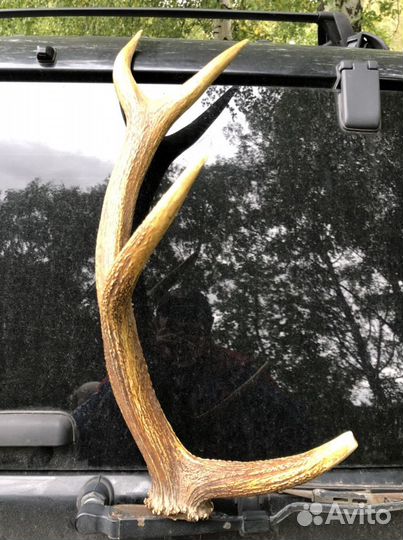 Рога оленя