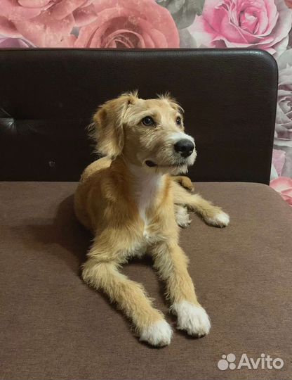 Помесь эстонский гончий