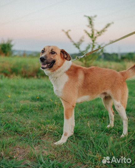 Молодой пёс Мафин в добрые руки