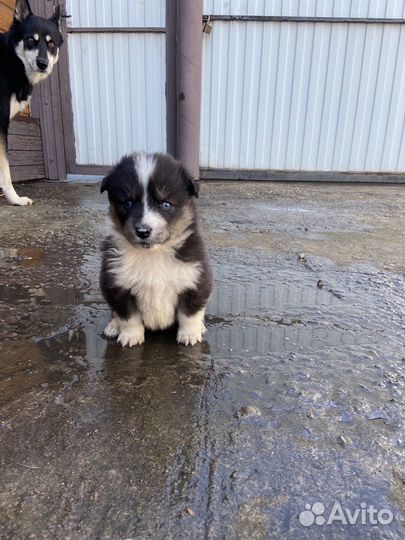 Щенки хаски