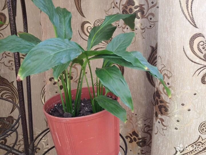 Спатифиллум