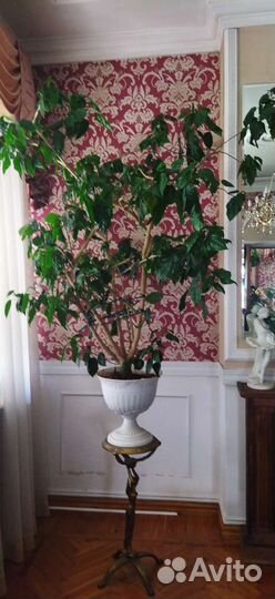 Растения комнатные