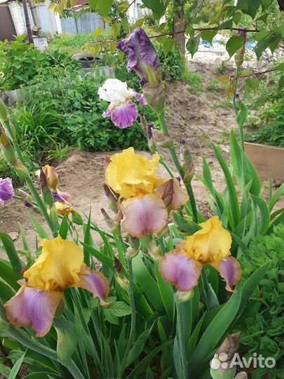 Ирисы бородатые