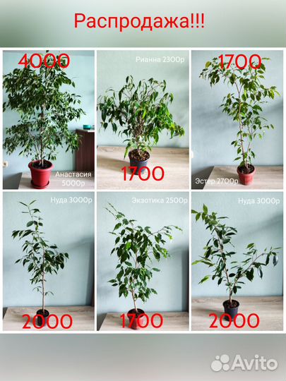 Сортовые фикусы