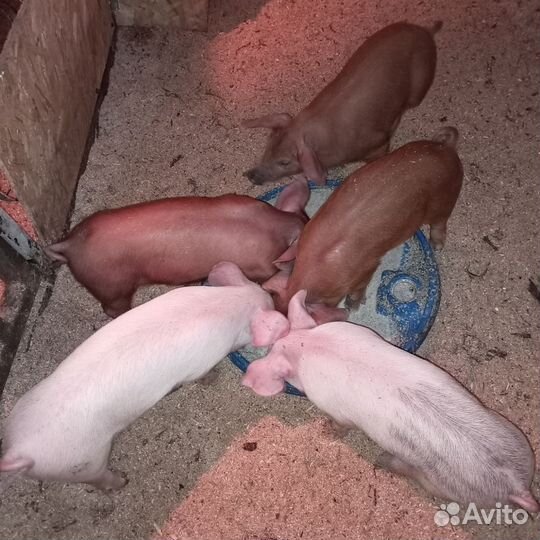 Поросенок ландрас