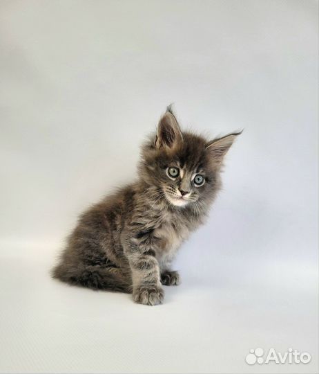 Котята мейн-кун