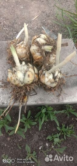 Лилии луковицы