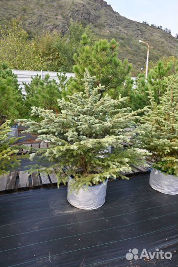 Голубая ель