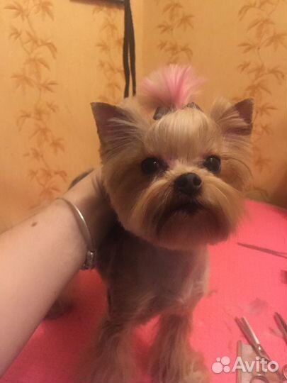 Профессиональная стрижка собак без наркоза