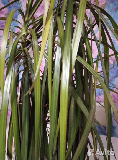 Пальма драцена