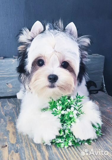 Бивер Блюберри Биро (Голубые глаза)