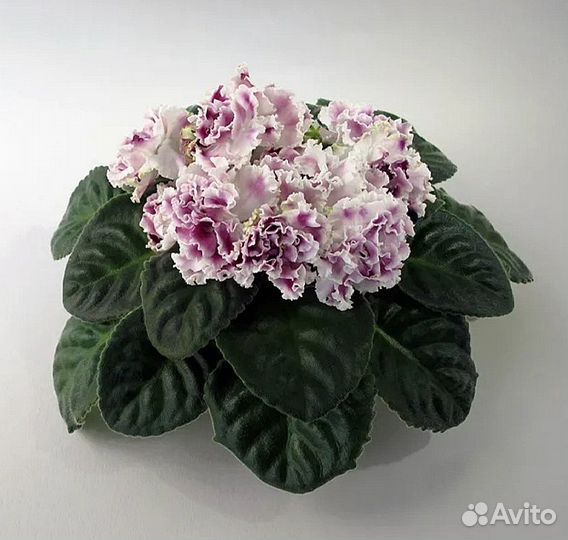 Взрослые сортовые фиалки, детки и черенки