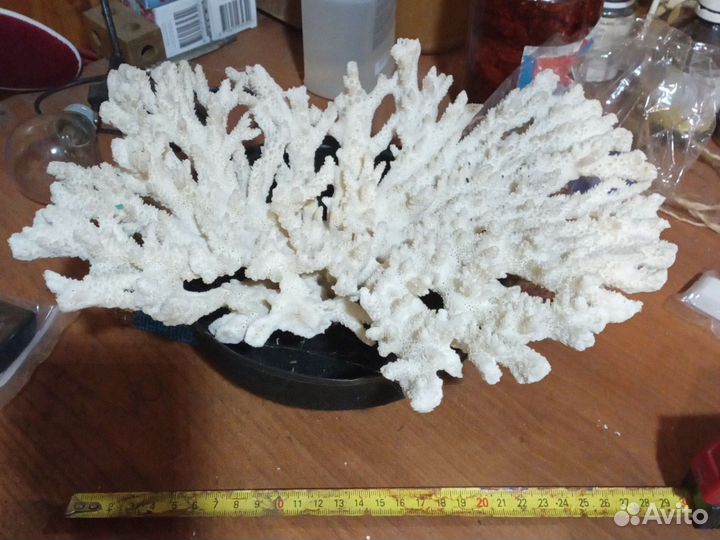 Коралл морской