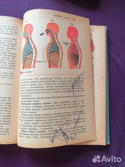 Учебник человек анатомия физиология 8 класс 1988г