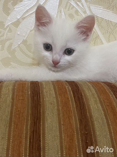 Кошка в дар