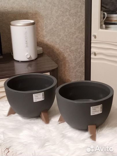 Гибискусы,фикус Лирата