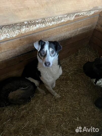 Собака с глазами разного цвета