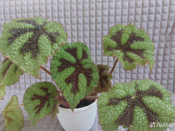 Бегония менсона