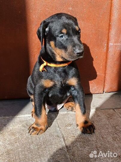 Щенки добермана