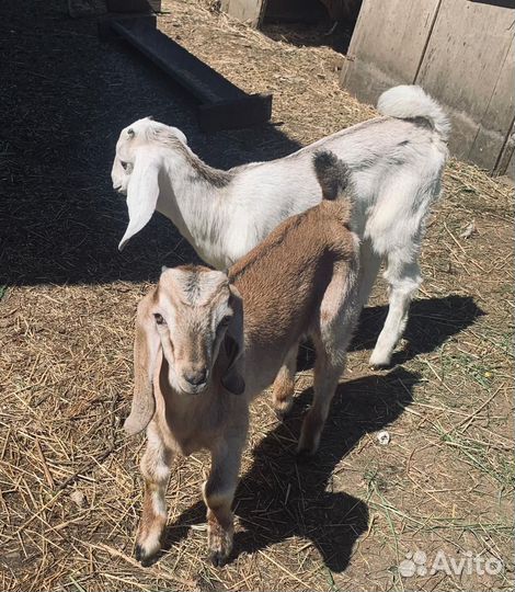 С/х животные