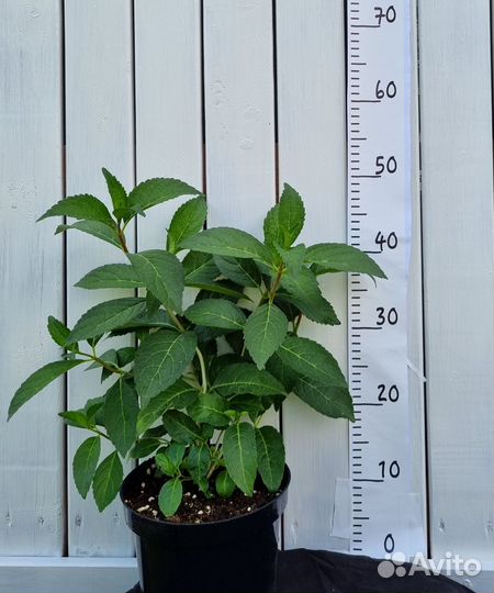 Гортензия метельчатая, древовидная саженцы