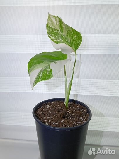 Монстера Альба