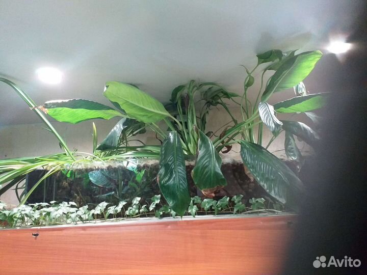 Фитофильтра