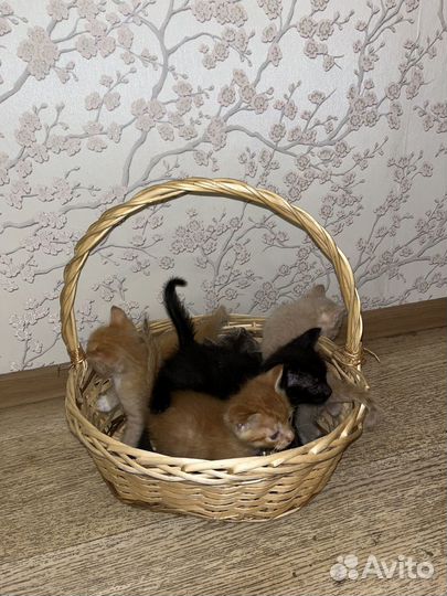 Котята в добрые руки