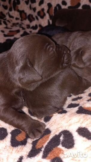 Щенки лабрадора