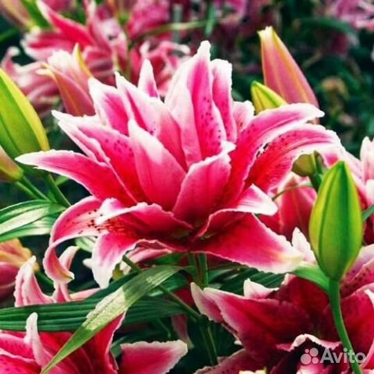 Лилия Табита