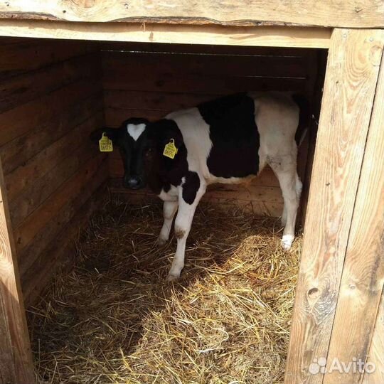 Продам отличных бычков телок