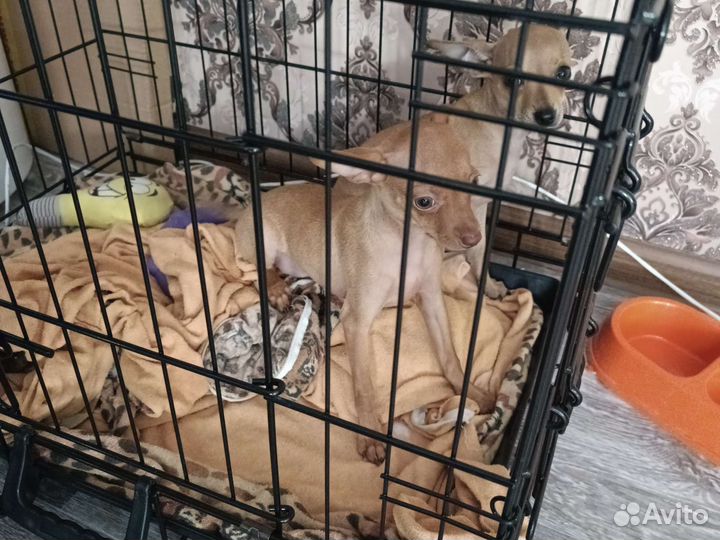 Мини той-терьер